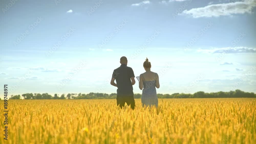 Female and male agronomist walking away in golden wheat field. Back view of woman and man going in harvest field. Agriculture research Female and male agronomist walking away in golden wheat field. Back view of woman and man going in harvest field. Agriculture research