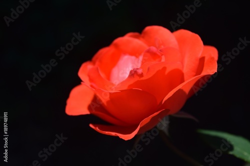 Beautiful red rose on natural background