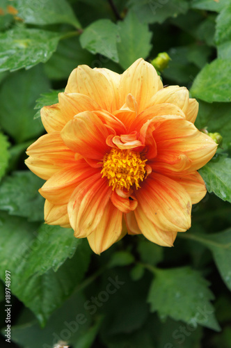 Fototapeta Naklejka Na Ścianę i Meble -  Orange dahlia flower with green vertical