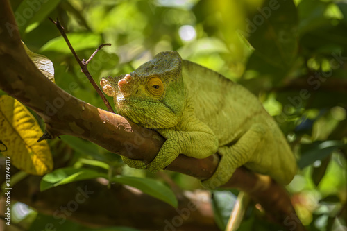 Parson   s Chameleon - Calumma parsonii  rain forest Madagascar east coast. Colourful endemic lizard.