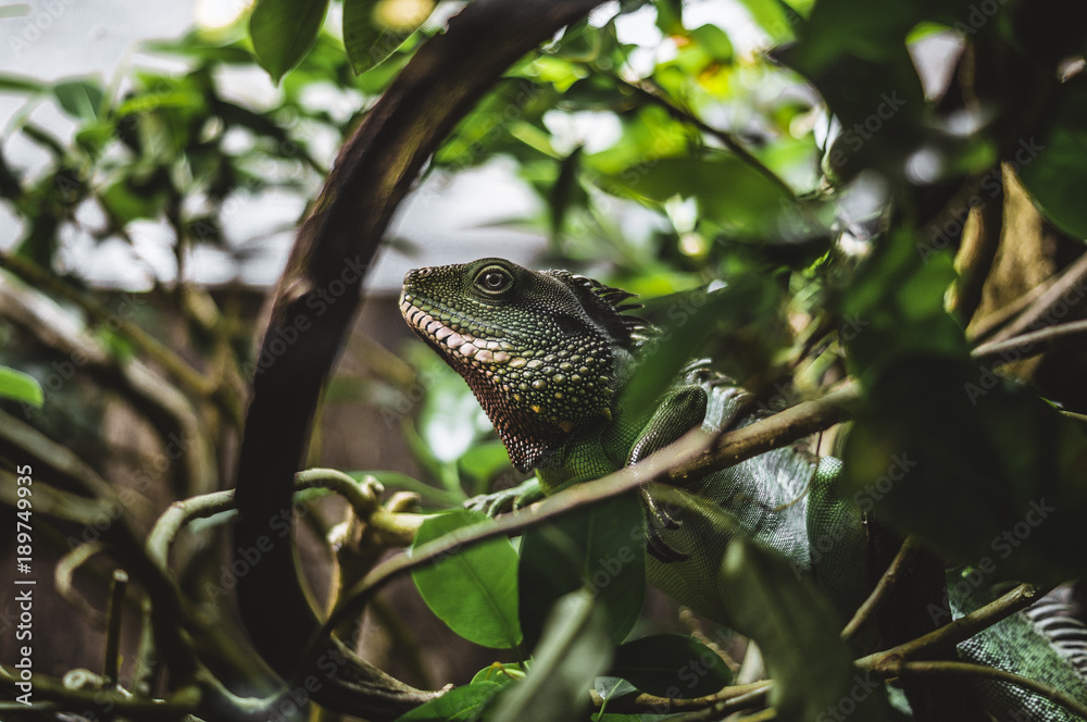 Iguana Iguana