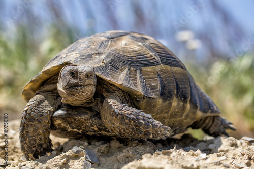 Big spur thighed turtle (Testudo graeca) standing in the sun on a green background, Macin Mountains, Dobrogea