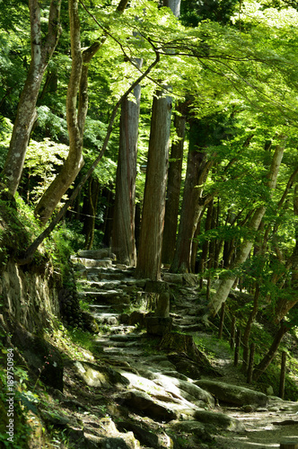 In the forest  sunbeams through the sun shine the stairs