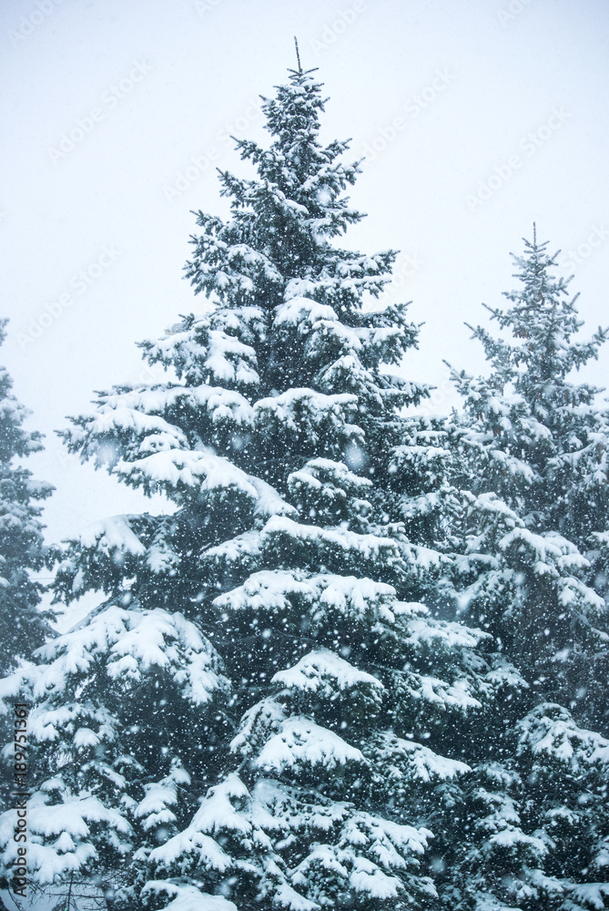 Obraz premium Vertical picture of the snowfall and fir-trees
