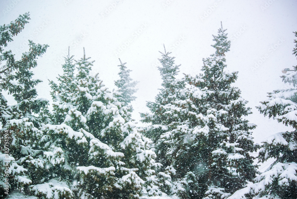 Picture of the snowfall and fir-trees