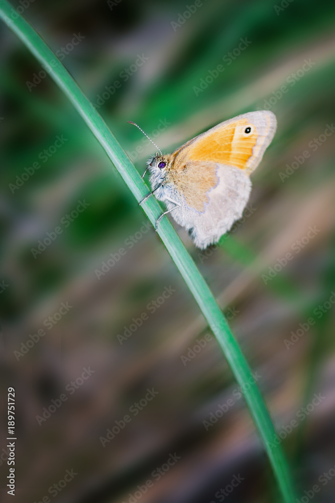 A beautiful orange butterfly sits on the stem of the plant. Macro. Blurred background of nature A beautiful orange butterfly sits on the stem of the plant. Macro. Blurred background of nature