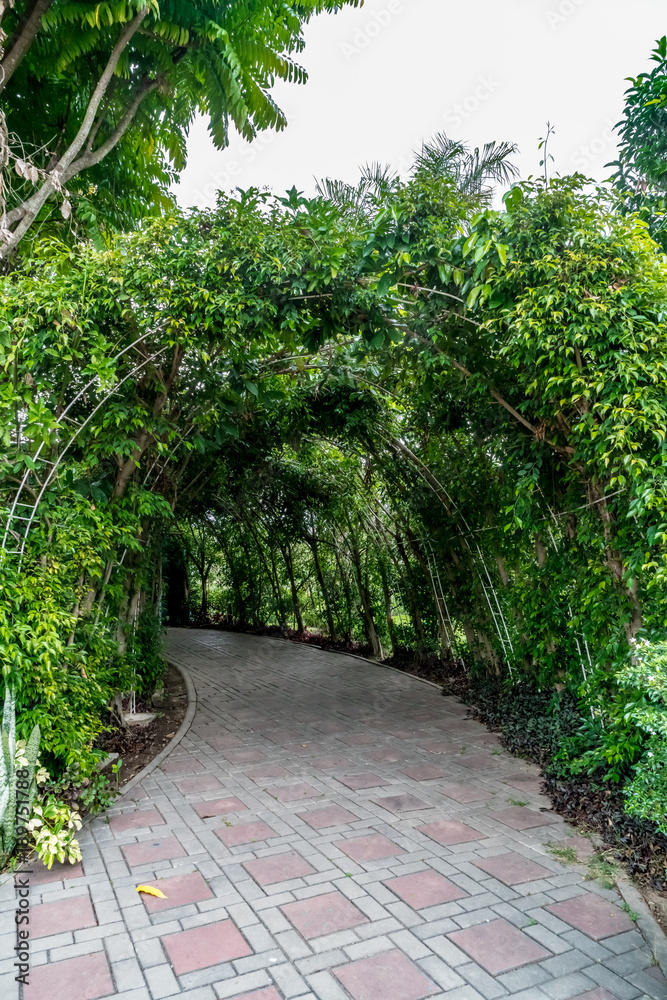 Green tunnel of plants Green tunnel of plants