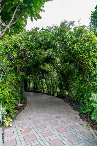 Green tunnel of plants