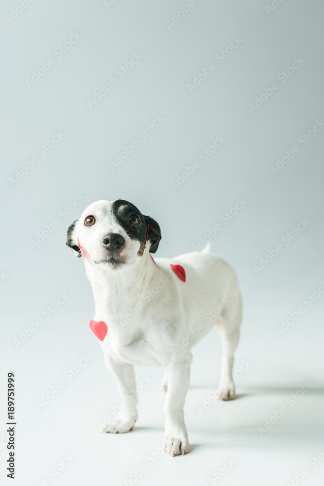 Jack russell terrier dog in red hearts for valentines day, on white Jack russell terrier dog in red hearts for valentines day, on white