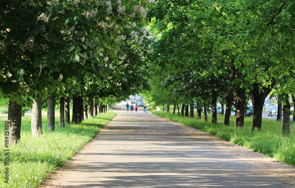 Alley of chestnut trees. Alley of chestnut trees.