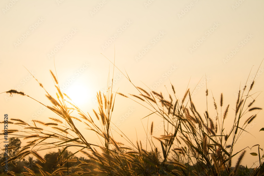 Sunset light with flower and grass background Sunset light with flower and grass background