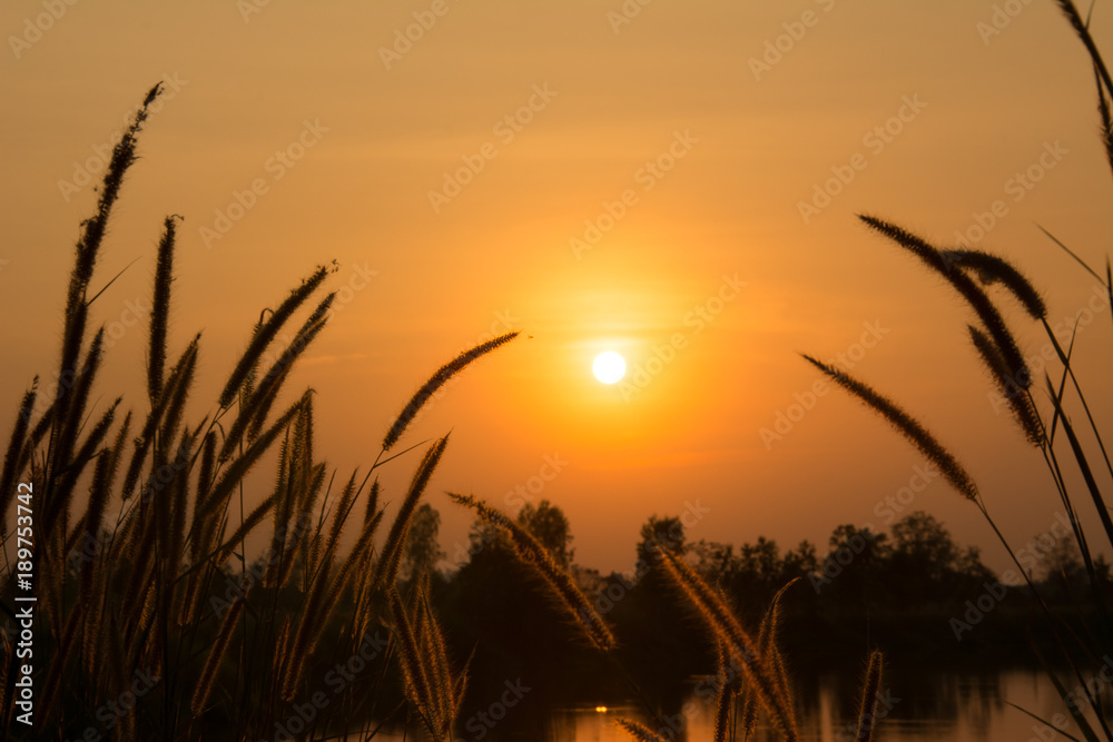 Sunset light with flower and grass background Sunset light with flower and grass background