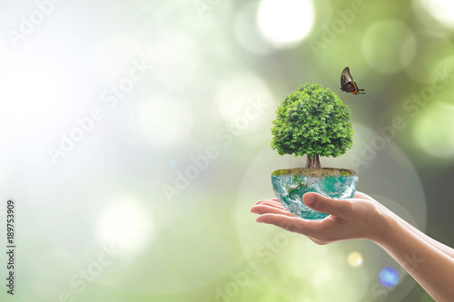 Saving environment and natural conservation concept with tree planing on green globe earth on volunteer's hands: Elements of this image furnished by NASA