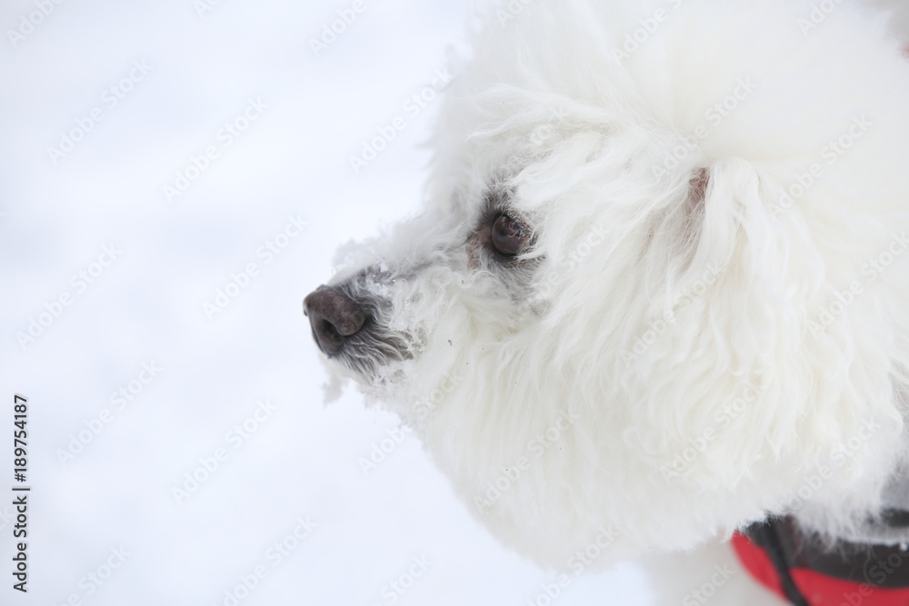 The breed is Bichon Frise The breed is Bichon Frise