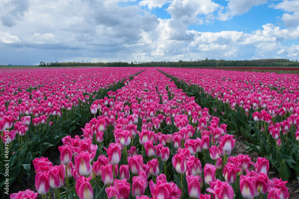 Pink field