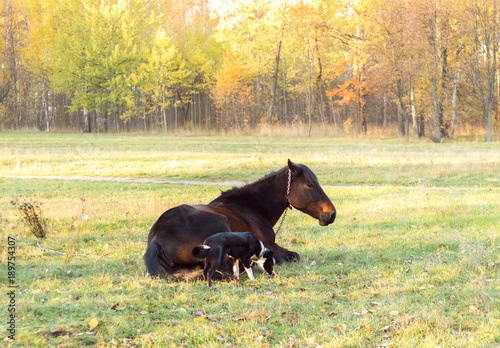 Horse and dog relaxing together