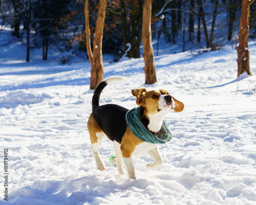 Fototapeta Naklejka Na Ścianę i Meble -  Adorable purebreed beagle puppy dog