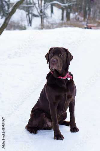 Purebreed adorable labrador retriever dog