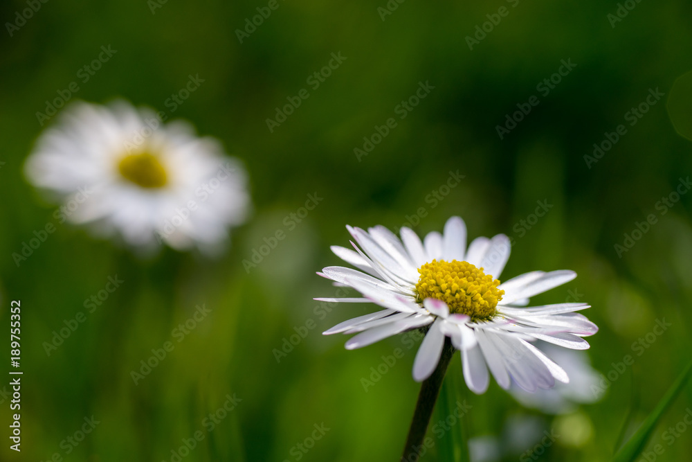 Gänseblümchen