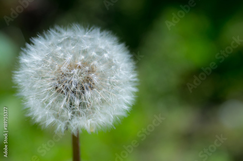 Pusteblume