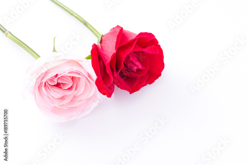 Red   Pink rose flower