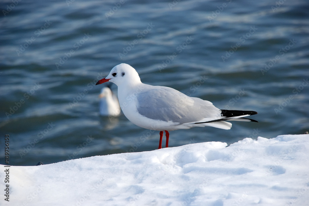 Snow on the gull of the seaside . Lonely gull on snow in winter . Seagull on snow with Caspian Sea . Seagulls on the frozen pier at the Caspian Sea Snow on the gull of the seaside . Lonely gull on snow in winter . Seagull on snow with Caspian Sea . Seagulls on the frozen pier at the Caspian Sea