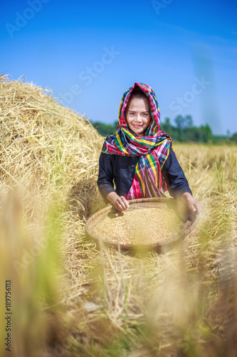 Wallpaper Mural farmer woman threshed rice in field Torontodigital.ca