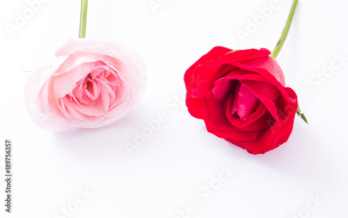 Red   Pink rose flower