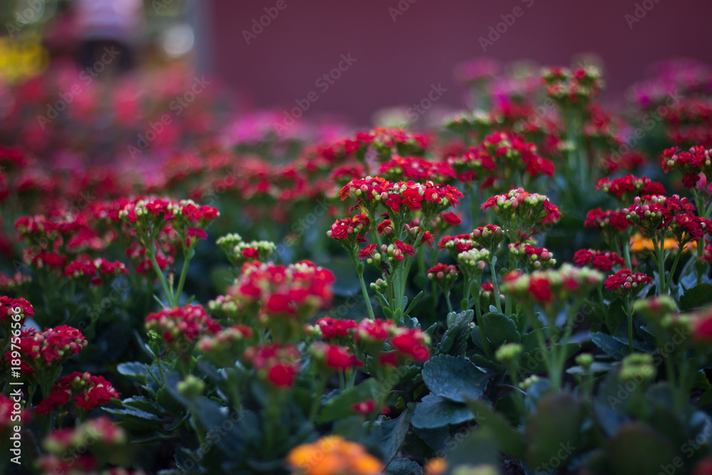 red flowers field in garden