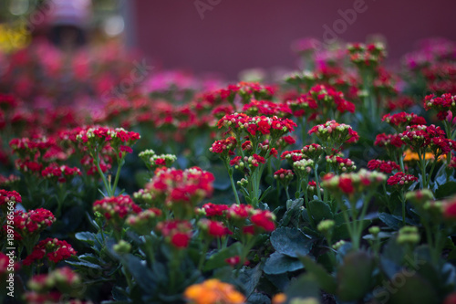 Wallpaper Mural red flowers field in garden Torontodigital.ca
