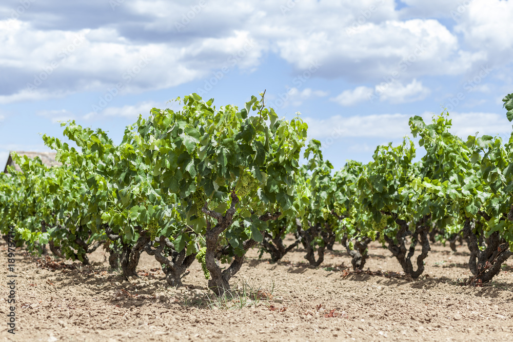 Vineyards in Penedes wine area.
