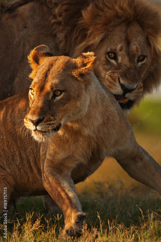 Obraz premium lions feelings