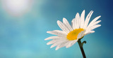 beautiful white daisy covered with dew in sunlight in blue sky background
