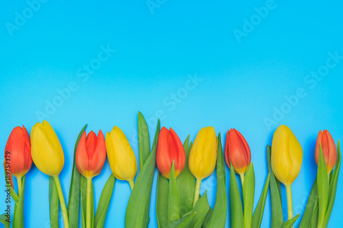 Fresh red and yellow tulips on blue pastel background.