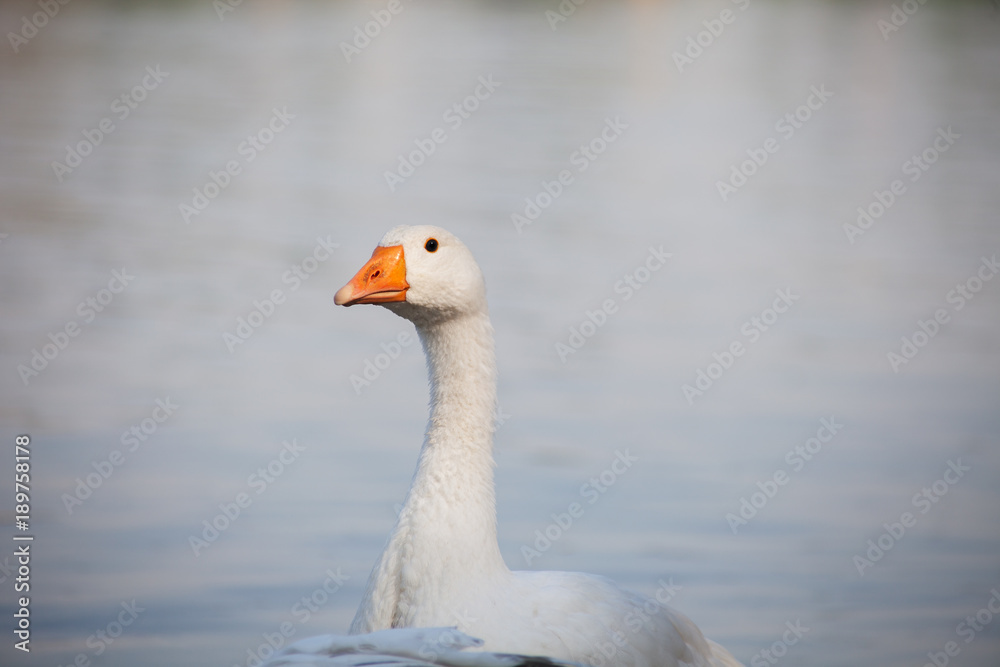 goose