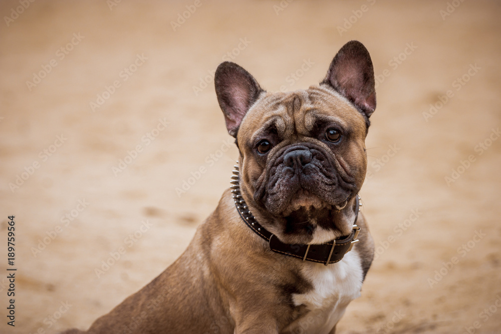 Beautiful French Bulldog Dog