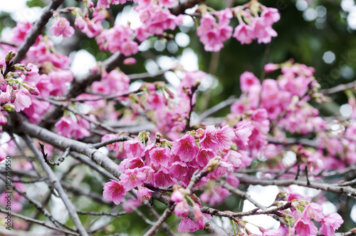 Sakura blossoms with blurred background. © Kunchit