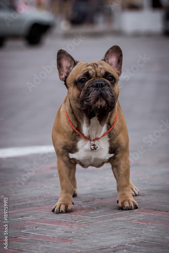 Beautiful French Bulldog Dog © Мария Старосельцева