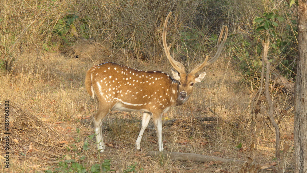 Fototapeta premium Daim dans la forêt