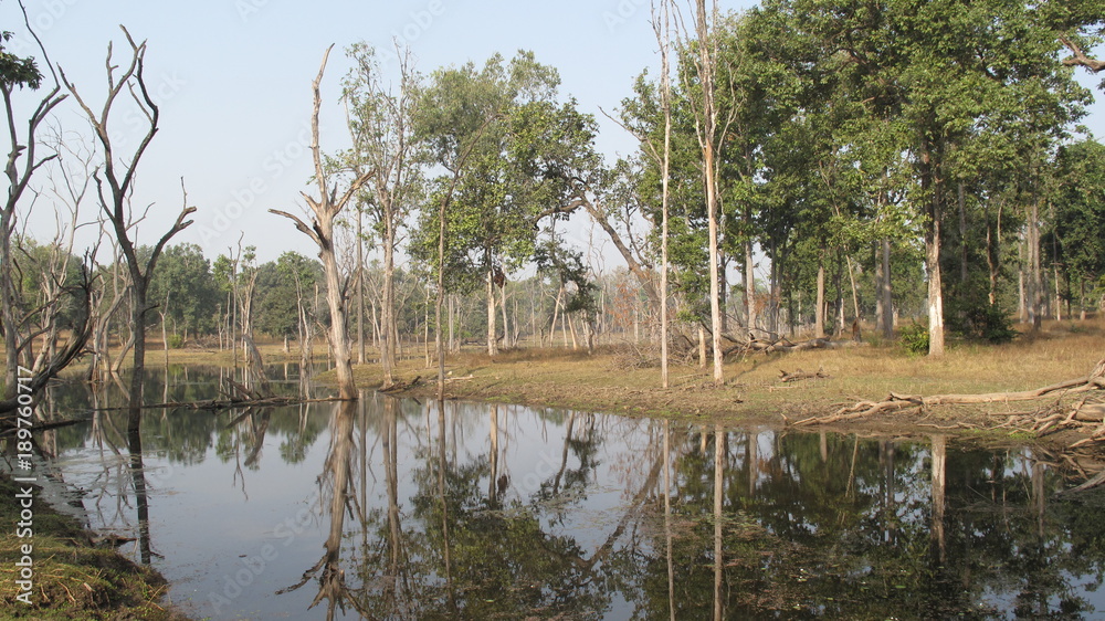 Obraz premium Arbres se reflétant dans l'eau