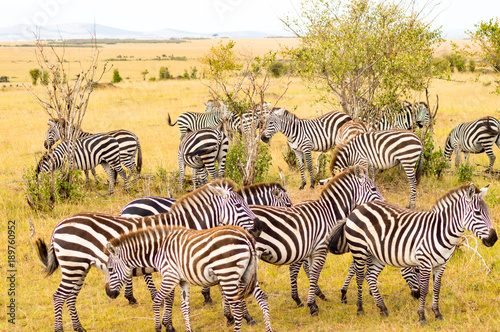 Herd of zebras grazing in the savannah of Maasai Mara Park in Kenya