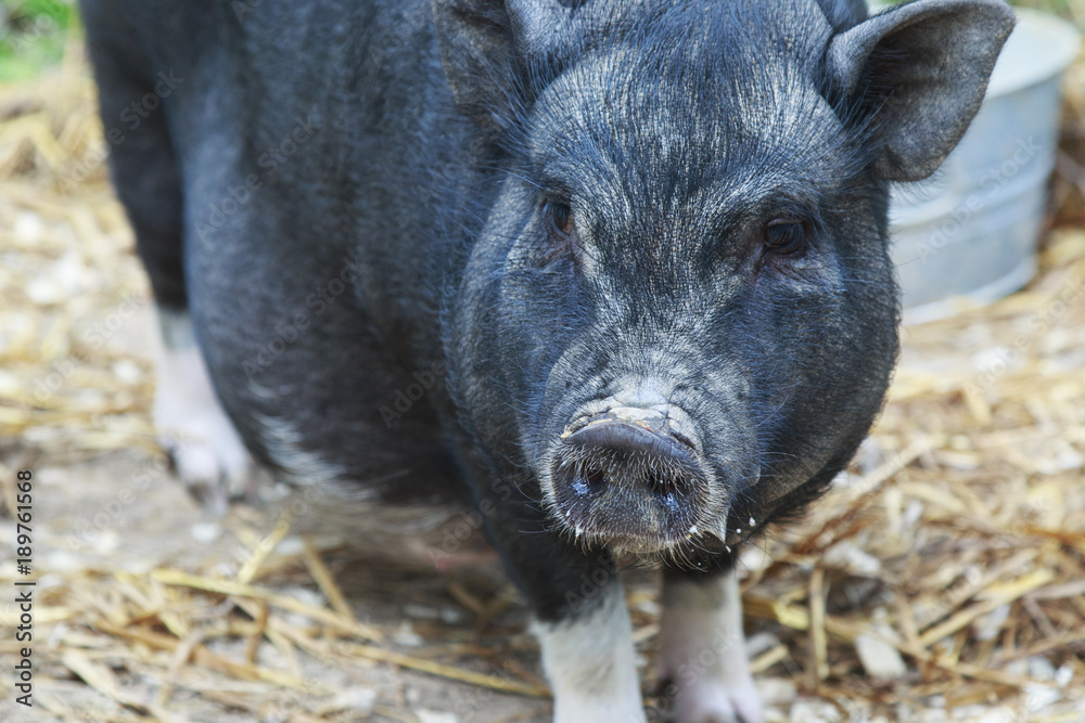 Fototapeta premium Black pig walking around the farm