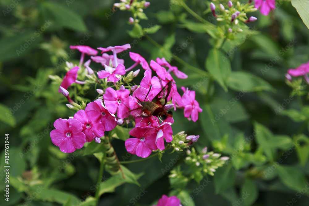 Hummingbird Moth sipping nectar from Pink Phlox