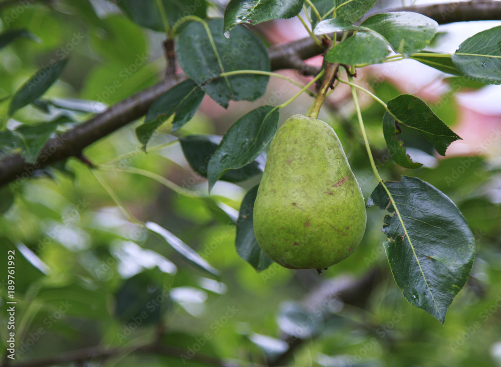 Pear hanging in a tree Pear hanging in a tree