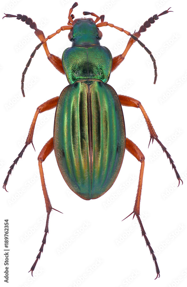 Carabus auratus the golden ground beetle is a member of the family Carabidae, on a white background Carabus auratus the golden ground beetle is a member of the family Carabidae, on a white background