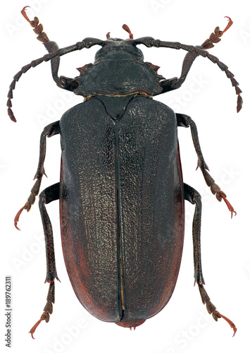 Prionus coriarius sometimes referred to as the tanner or the sawyer is a species of longhorn beetle on a white background photo