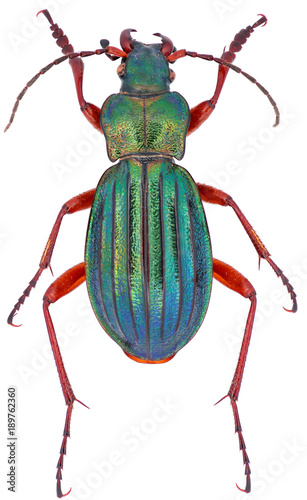 Carabus auronitens male is a member of the family Carabidae, on a white background photo