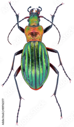 Carabus auronitens is a member of the family Carabidae, on a white background