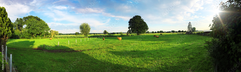 Feld mit grüner Wiese im Sommer als Panorama