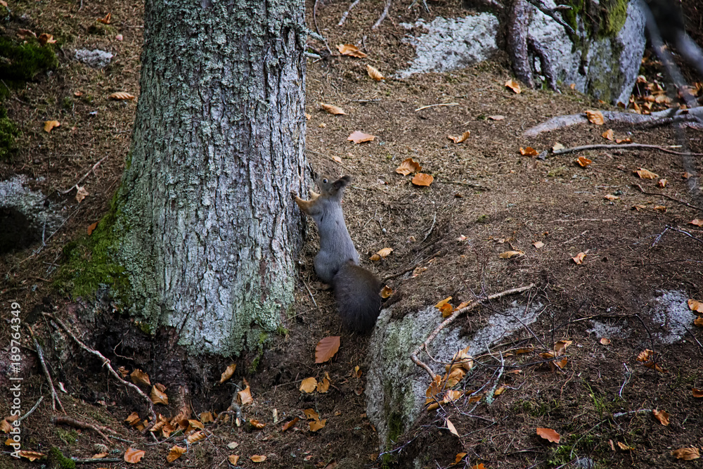 Grey squirrel under the tree. Czech Republic. Grey squirrel under the tree. Czech Republic.